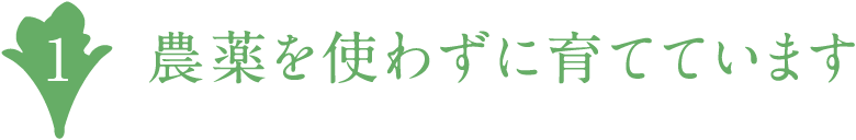 農薬を使わずに育てています