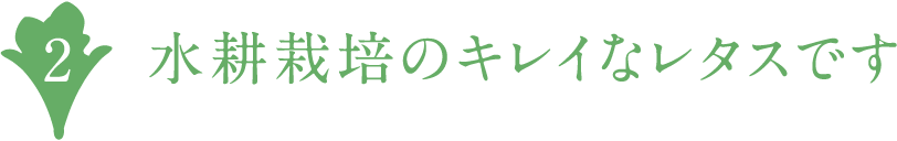 水耕栽培のキレイなレタスです